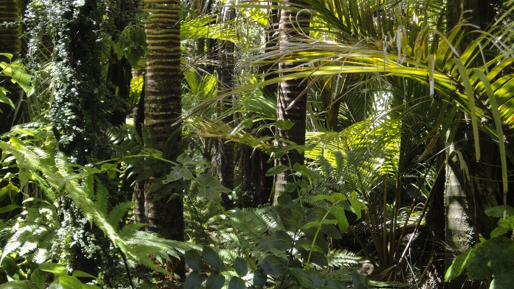 Trees and foliage in the Amazon rainforest.