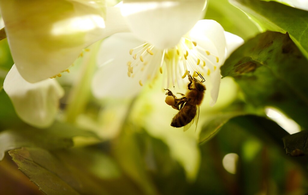A bee collects pollen from a Christmas Rose (Hellabore) blossoms on a sunny morning in Hanau, 30 km (18.6 miles) south of Frankfurt, Germany, December 26, 2015.