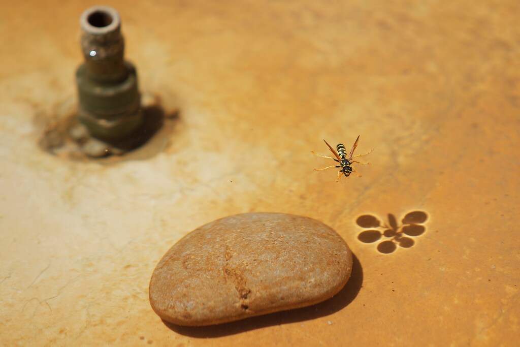 A wasp drinks water in a fountain in Ronda, southern Spain, as temperatures soar across Europe, August 3, 2018. REUTERS/Jon Nazca - RC1C2487EB30