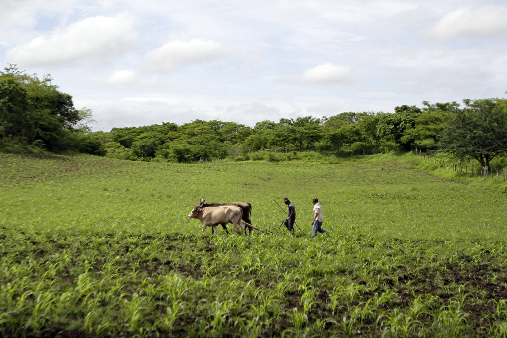 Farmers prepare their land for crops at the northern city of Ocotal June 20,2011. Nicaragua will hold a National Conference on Sustainable Agriculture, to share experiences on agricultural production methods environmentally friendly. REUTERS/Oswaldo Rivas (NICARAGUA - Tags: AGRICULTURE SOCIETY) - GM1E76L094W01