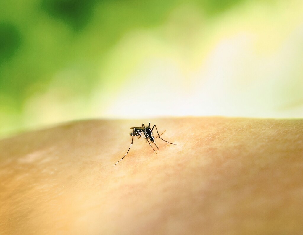 Primer plano de un mosquito