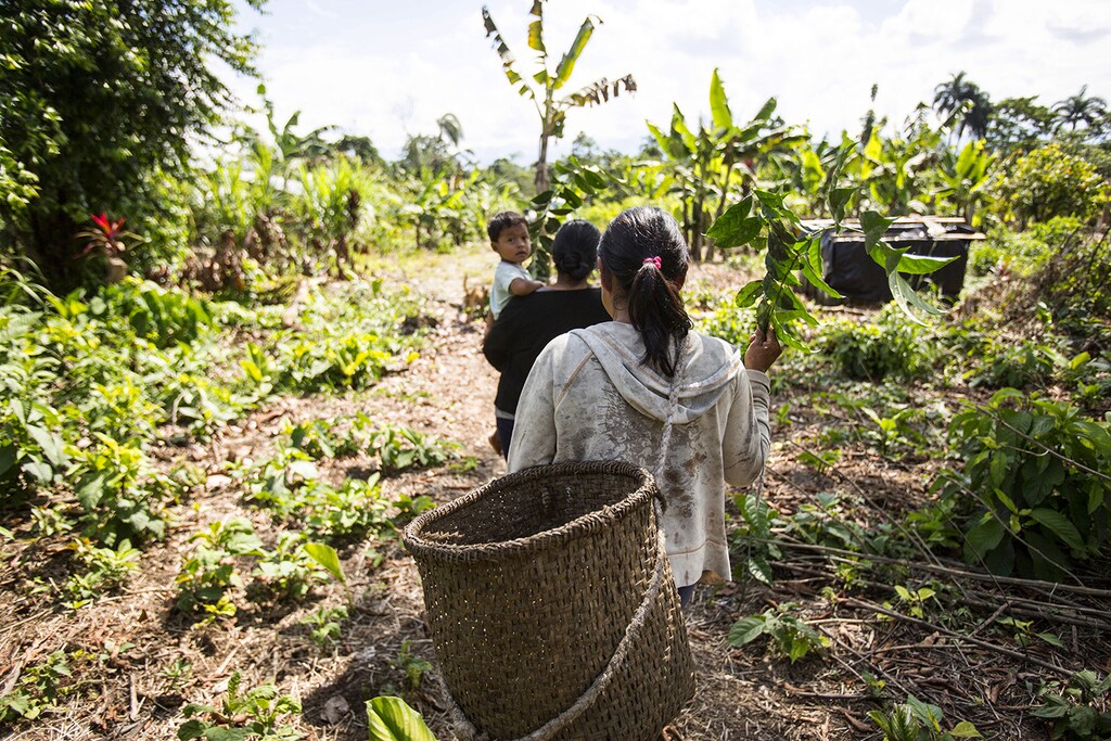 climate-smart agriculture Indonesia Rainforest Alliance