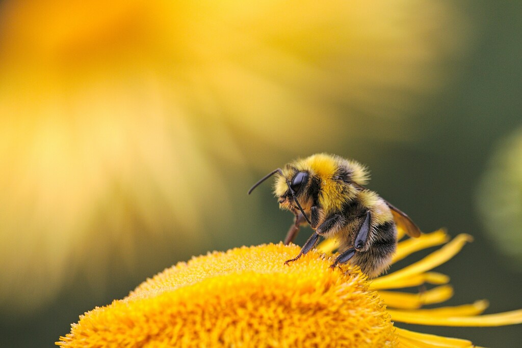 Bee on a flower.