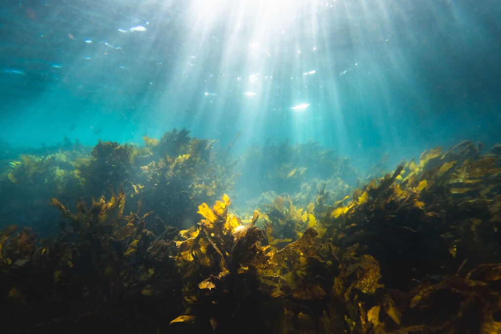 Seaweed under water.