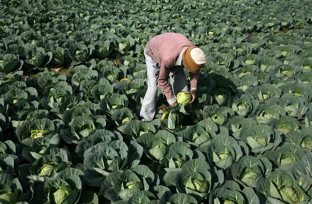 A farmer works in his vegetable field in Jammu January 13, 2011. India has the highest food inflation of any major Asian economy, but other emerging markets such as China and Brazil are also battling double-digit food price rises. India's food price index rose 16.91 percent, driven mainly by high vegetable prices, and the fuel price index climbed 11.53 percent in the year to January 1, 2011, government data on Thursday showed. REUTERS/Mukesh Gupta (INDIAN-ADMINISTERED KASHMIR - Tags: BUSINESS FOOD) - GM1E71D1I1P01