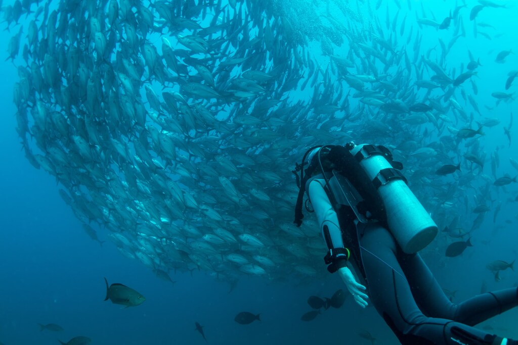 Un arrecife de coral.