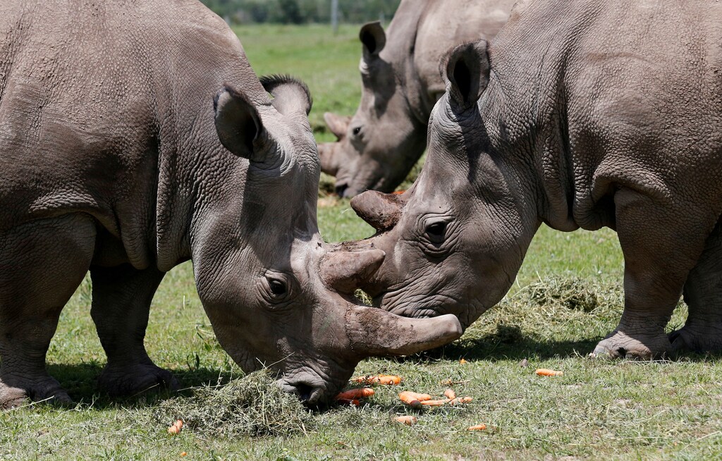 Pictured are the last two northern white rhino females, grazing near their enclosure at the Ol Pejeta Conservancy in Laikipia National Park, Kenya, on 31 March, 2018.