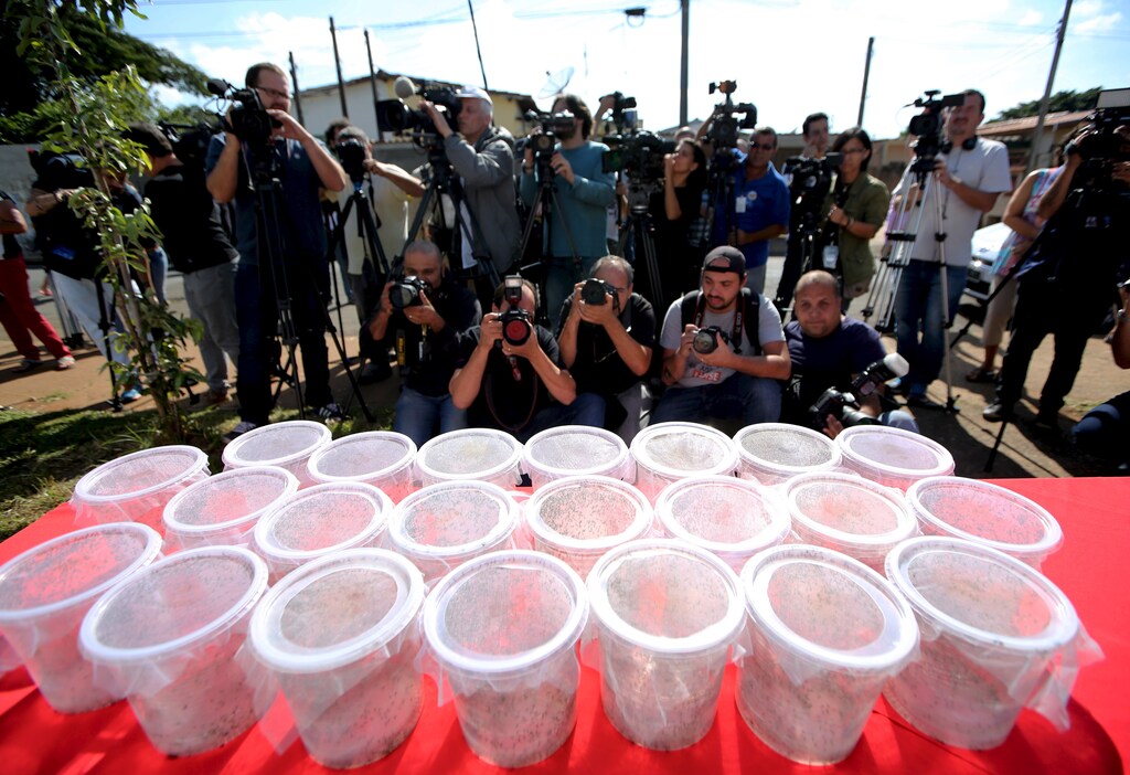 Boxes of genetically modified mosquitoes are displayed to the Brazilian media before release.