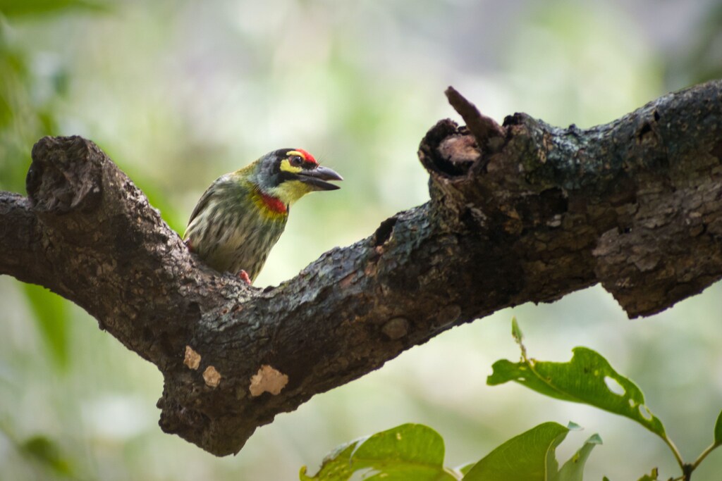 Redonda has now been declared a protected reserve, and it is a success story for biodiversity conservation.
