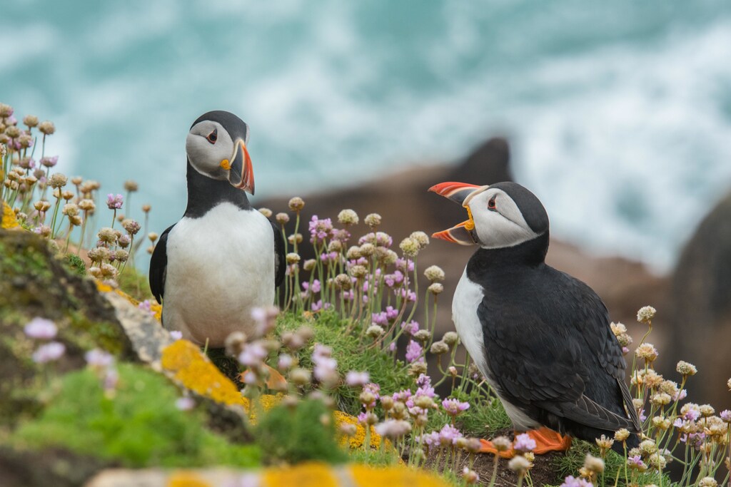Puffins communicating, Saltee Islands, Ireland.