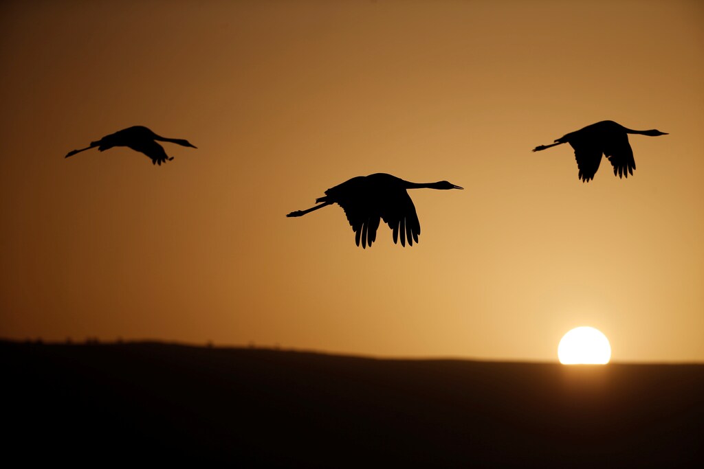 Migrating cranes fly over the Hula Lake Ornithology and Nature Park in northern Israel, which is a stopping point for hundreds of species of birds along their migration route between the northern and southern hemispheres during the cold season December 7, 2016. REUTERS/Baz Ratner - RTSV0SV