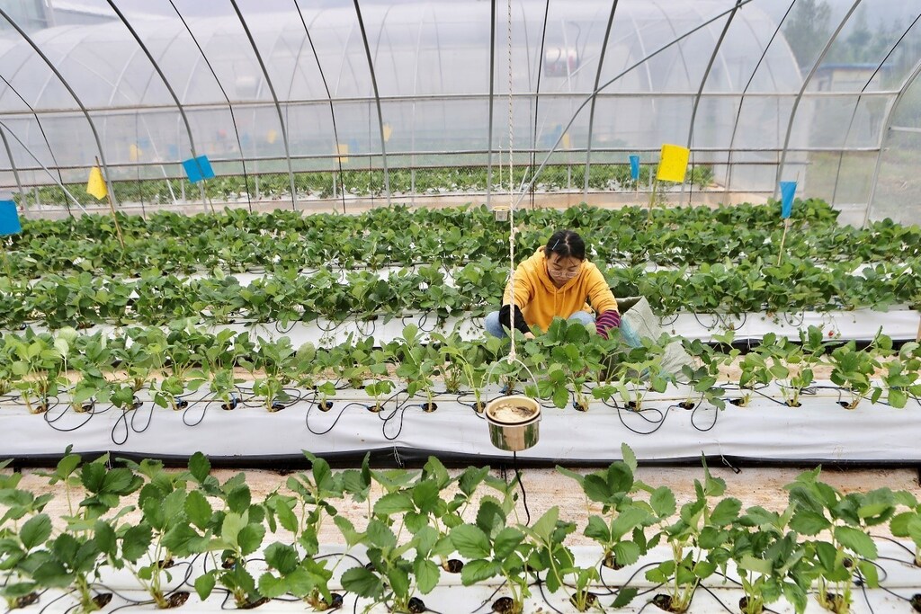 A member of the 'Traditional' team fights a losing battle at the Smart Agriculture Competition.