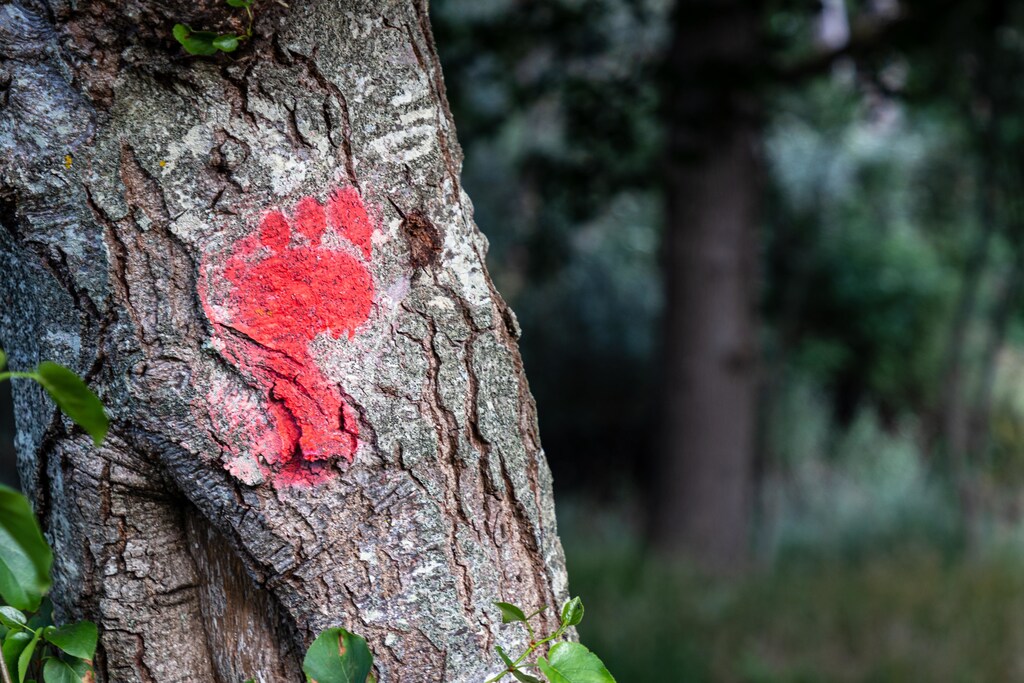 This image shows a tree trunk with a red footprint on to illustrate a carbon footprint