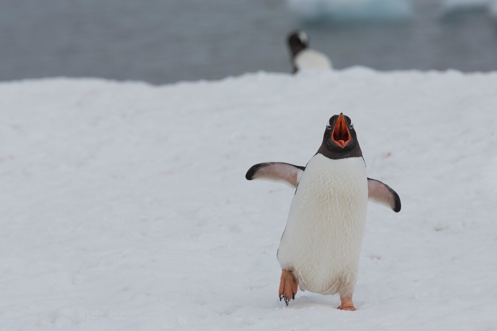 A penguin with its wings outstretched and mouth wide open, facing the camera