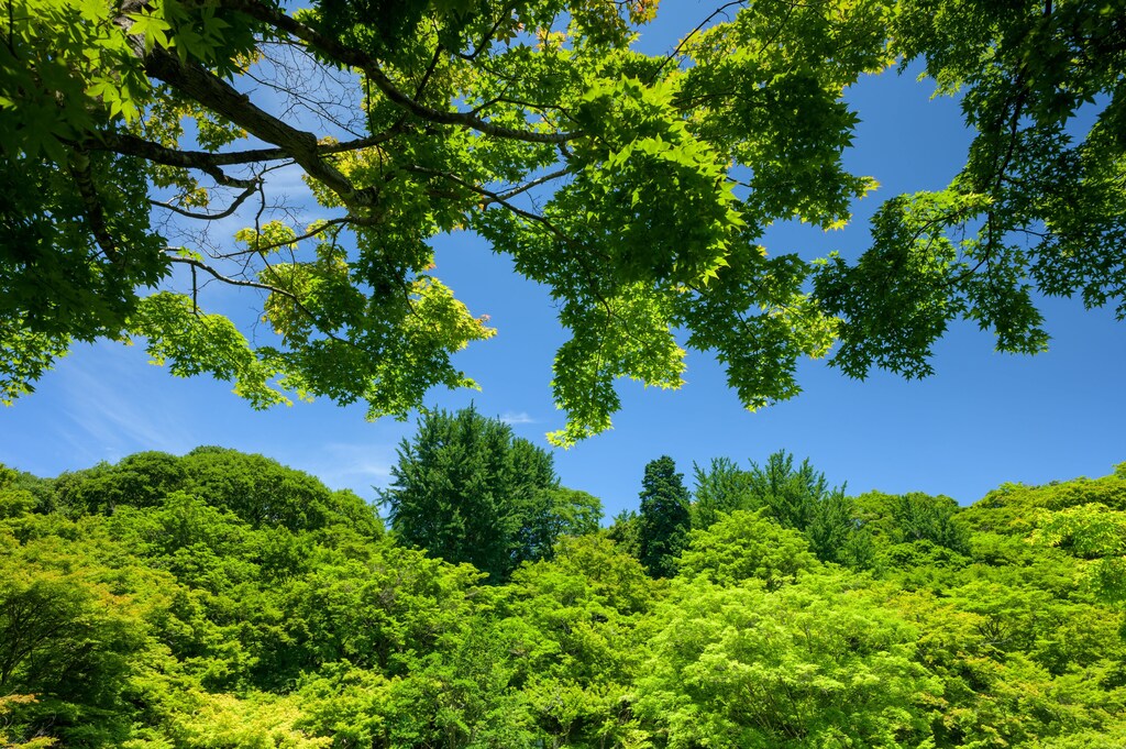 Green trees under blue sky.