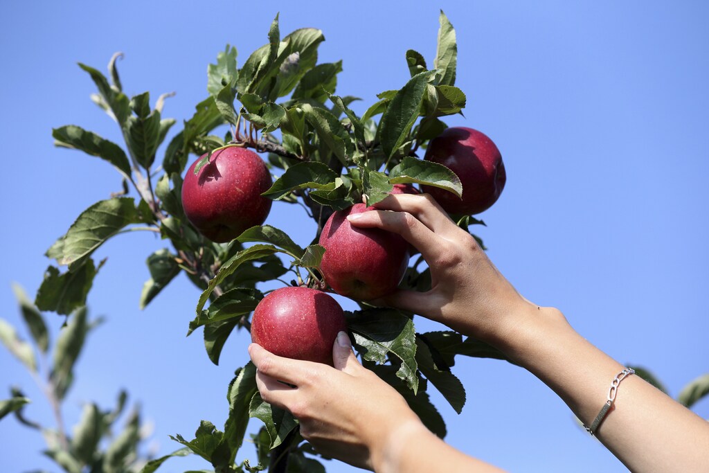 A French farm worker harvests apples in a 8 hectare apple orchard at the Verger d'Epinoy near Cambrai, northern France September 3, 2014. French apple growers are facing a sharp drop in revenue this year due to Russia's restrictions on food imports from Western countries. With the European Union's second-largest apple producer Poland unable to export its usual 700,000 tonnes of the fruit per year, these are set to come and compete at cut price on EU markets. The European Commission said fruit and vegetable producers would receive aid of up to 125 million euros ($162 million) to help them cope with the impact of the ban. French Agriculture Minister called people to eat local products to avoid a slump in prices. Picture taken September 3, 2014. REUTERS/Pascal Rossignol (FRANCE - Tags: AGRICULTURE FOOD BUSINESS POLITICS) - RTR45HKH