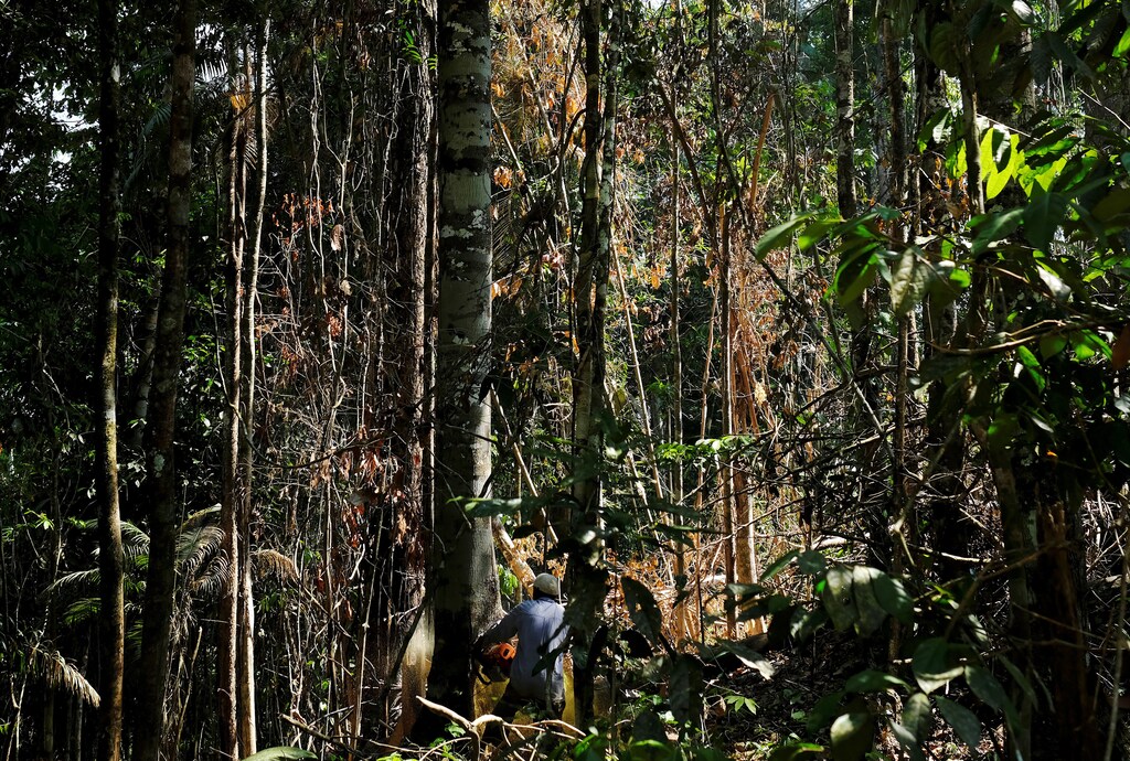 A man cuts down a tree with a chainsaw in a forest near the municipality of Itaituba, Brazil August 7, 2017. Picture taken August 7, 2017. REUTERS/Nacho Doce - RC1110003590