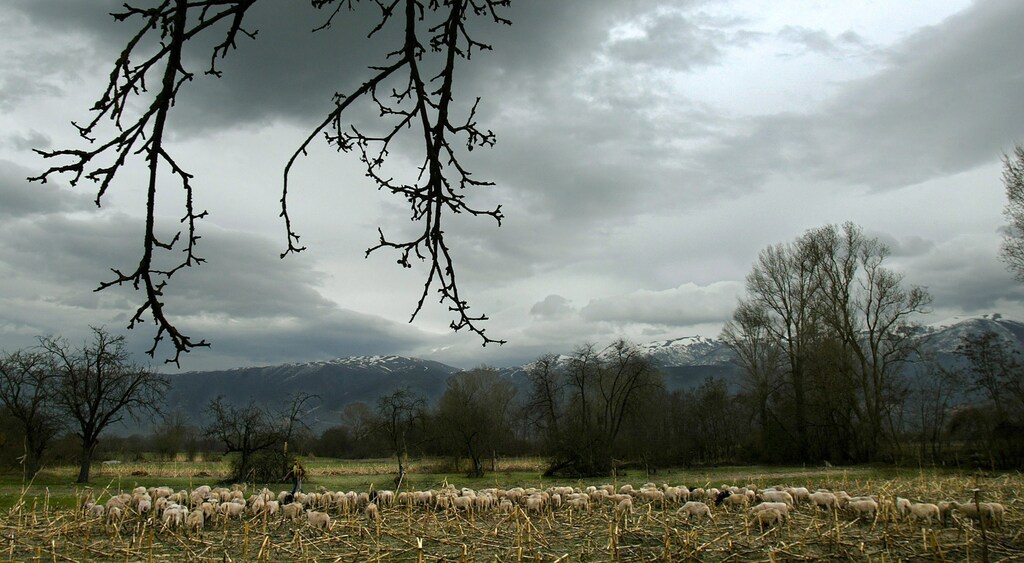 Albanian boy tends sheep one day after municipal elections in the western Macedonian village of Galata, March 28, 2005. Voters in Macedonia began casting their ballots on Sunday in a run-off of twice-postponed municipal elections, after the first round two weeks ago was marred by numerous irregularities.REUTERS/Hazir Reka REUTERS - RP6DRMSZGPAB