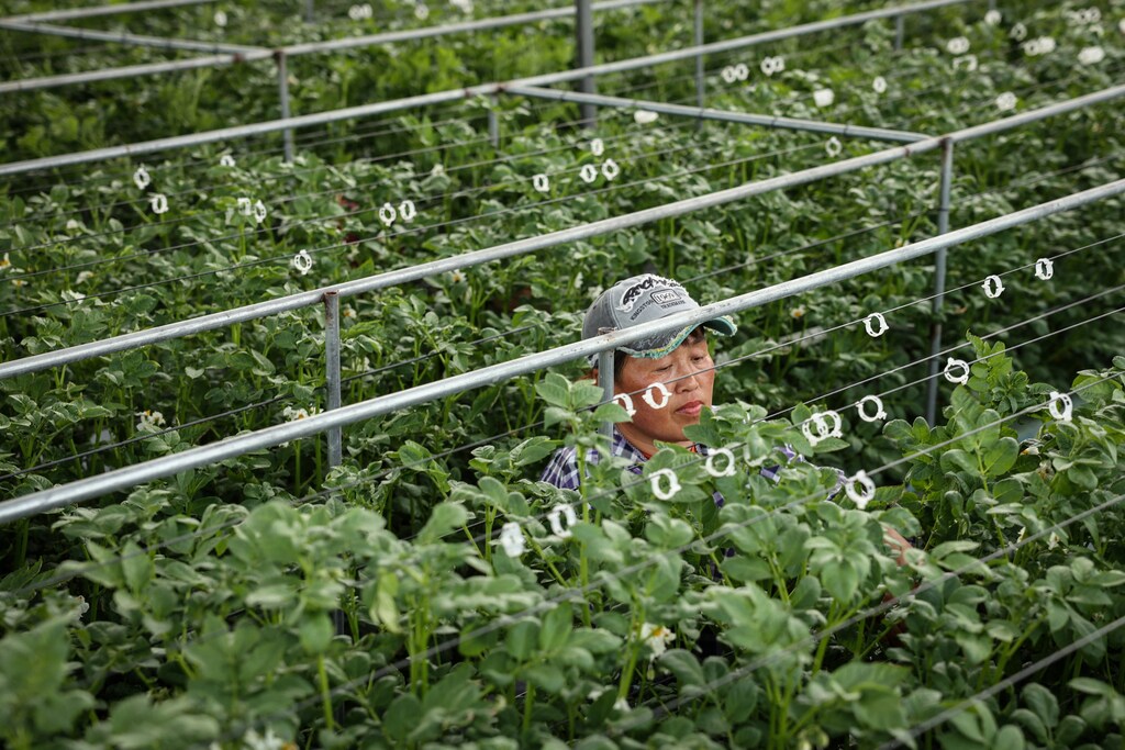 A Chinese vertical potato farm, one of the climate-related sectors the government is aiming to promote.