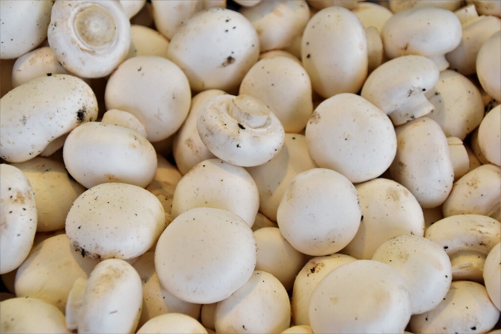 Mycoprotein, from mushrooms, can be used to make a variety of substitute meat products.