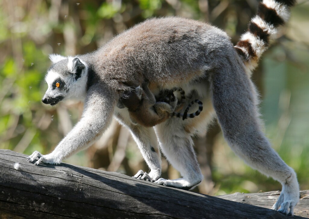 Lemur catta, or ring-tailed lemur, carries her children, which were born on March 18, 2017 at Schoenbrunn Zoo in Vienna, Austria March 27, 2017. REUTERS/Heinz-Peter Bader - RTX32W9I