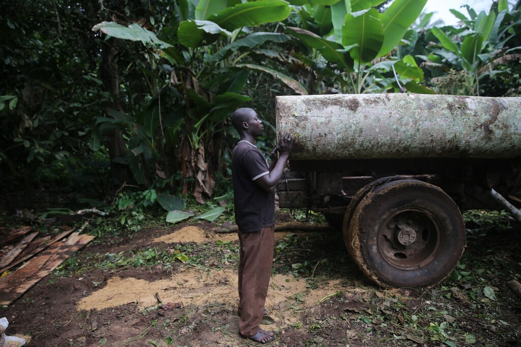 A labourer supports a log as it is moved into a truck in an unreserved forest in Igede-Ekiti township, southwest Nigeria, August 19, 2014.