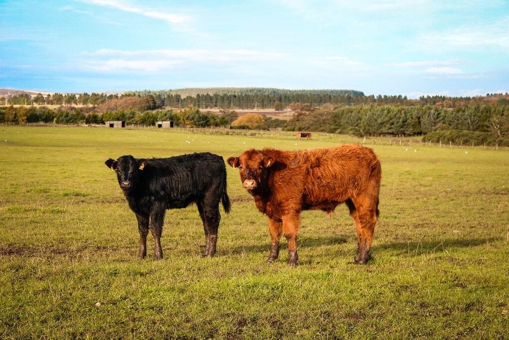 image of cows in a field
