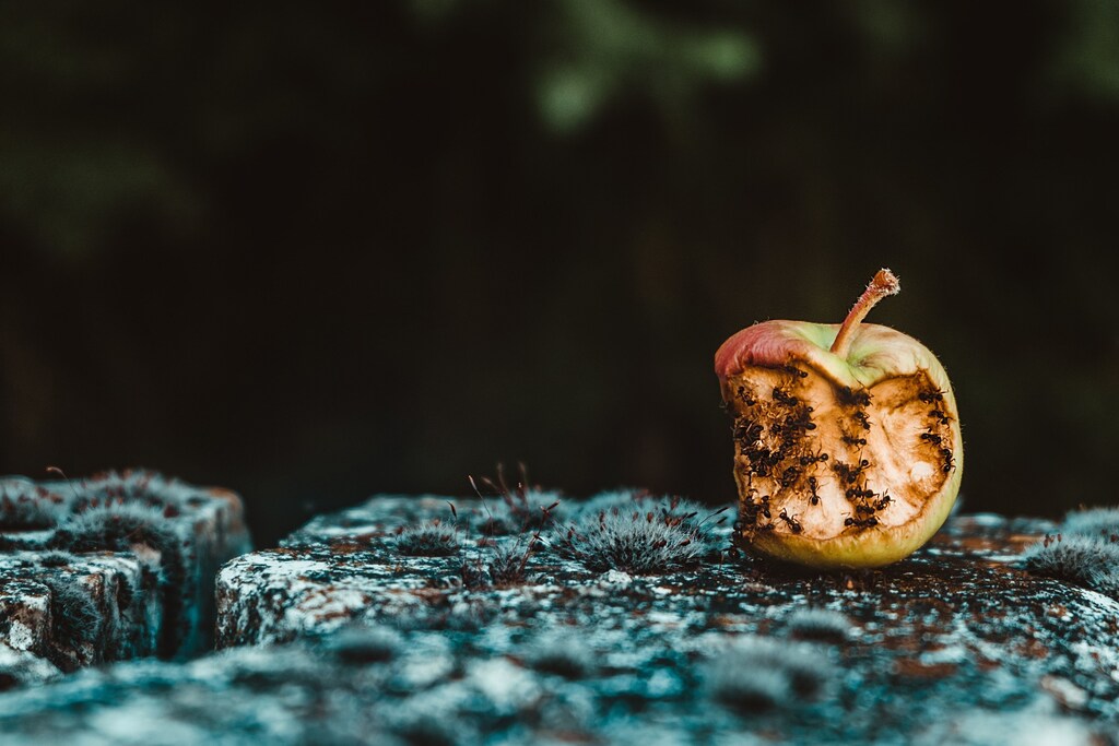 rotten green apple ants bugs insects fruit decomposing