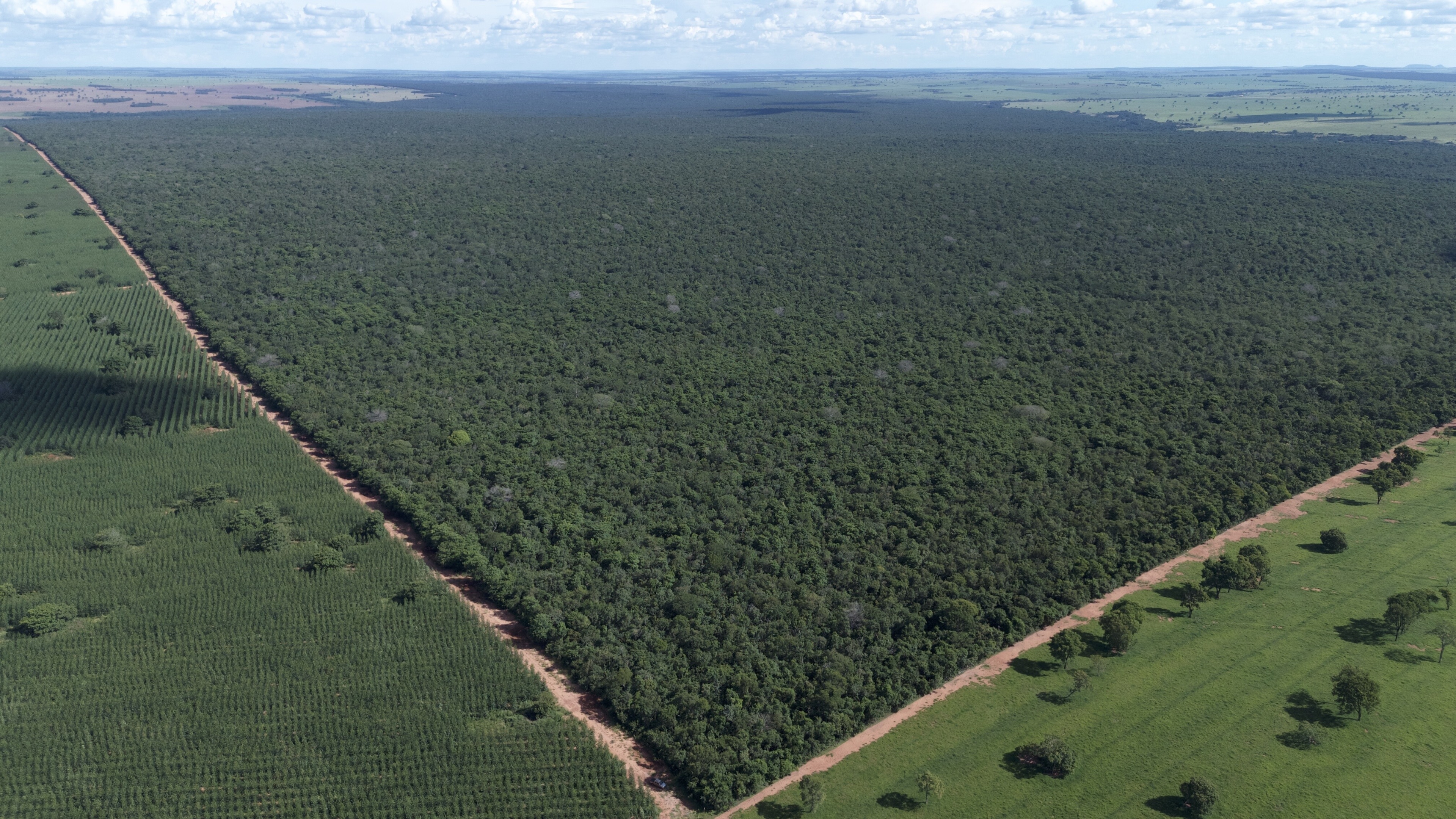 An aerial view of a large expanse of forest: Sustainable forestry can catalyse climate action.