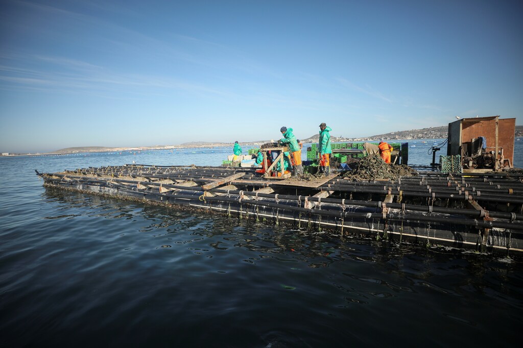 Workers aboard an aquaculture raft sort mussels and oysters in Saldanha Bay near Cape Town, South Africa, June 15, 2021. Picture taken June 15, 2021. REUTERS/Mike Hutchings - RC2Y0O9HY3O0
