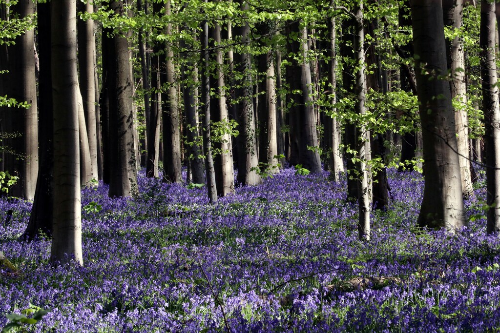 Wild bluebells, which bloom around mid-April turning the forest blue as they form a carpet, are pictured in the Hallerbos, also known as the "Blue Forest", that had to be closed to groups of tourists this year due to the coronavirus disease (COVID-19) outbreak, near Halle, Belgium April 13, 2020. REUTERS/Yves Herman - RC2R3G9I74XK