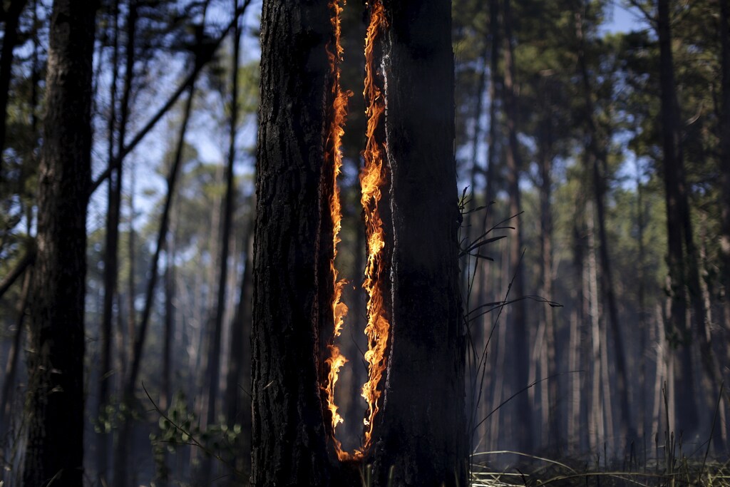 A tree on fire is seen as wildfires blaze near the Paranoa neighbourhood in Brasilia