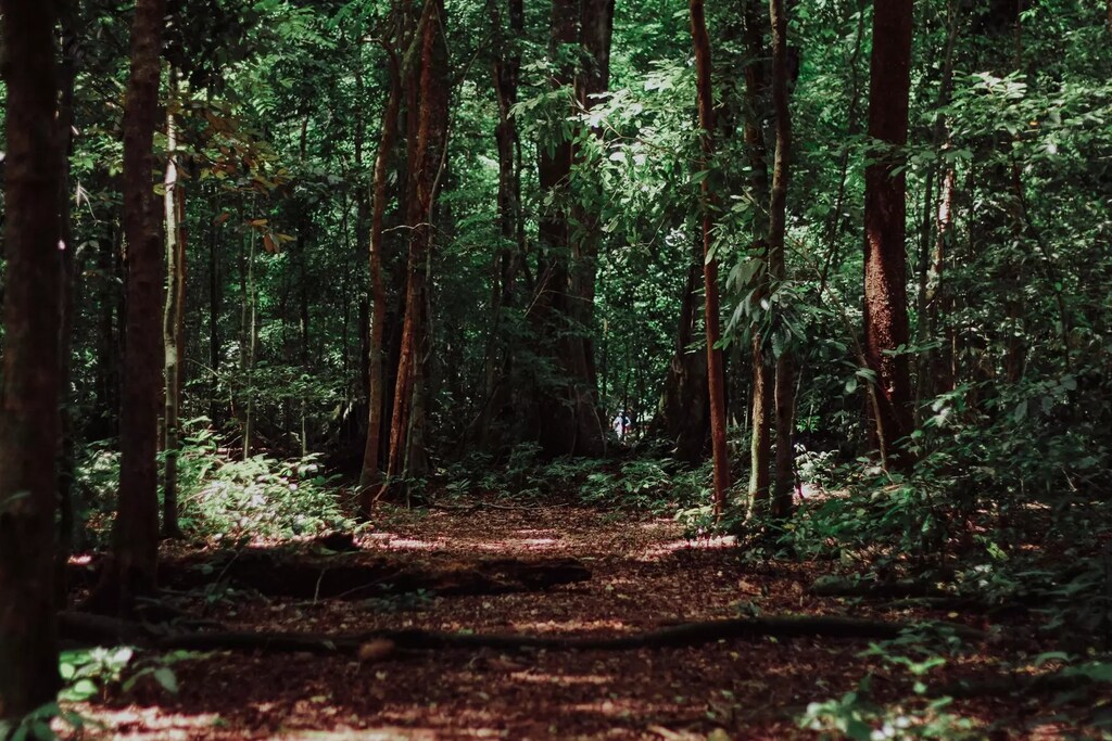 Una senda de tierra por entre árboles en un bosque.