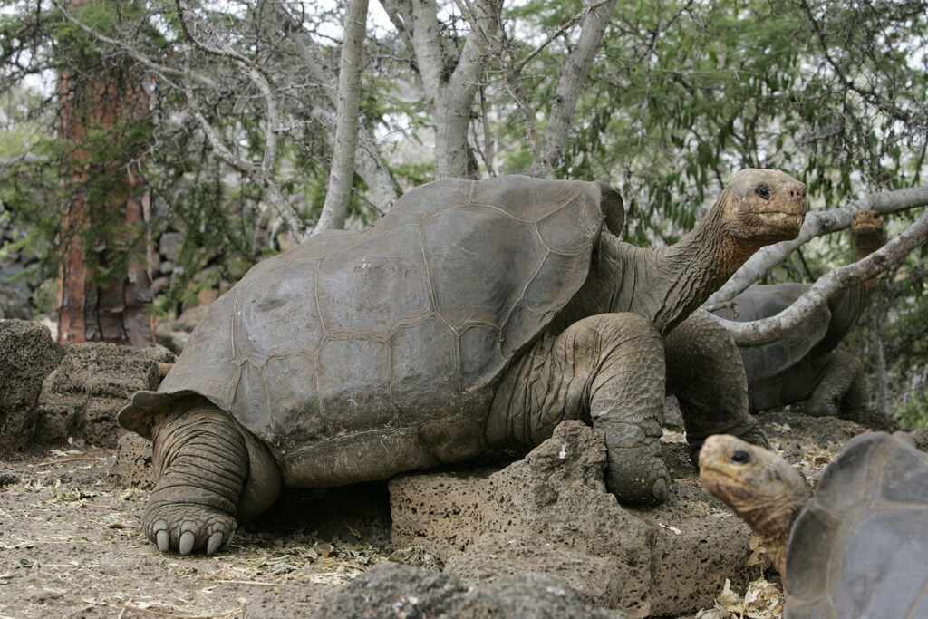 George the giant tortoise is seen in the national park of the Galapagos islands in this April 29, 2007 file photo. While scientists search for a mate for "Lonesome George" -- the last known survivor of a species of Galapagos tortoise -- some say the effort to fend off extinction may be in vain. Even if a mate is found, George has not been interested in reproducing in the past and may not know how, former keepers and others who have worked with him said. To match feature TORTOISE-GEORGE/ REUTERS/Guillermo Granja/Files (ECUADOR) - GM1DVPNGYAAA