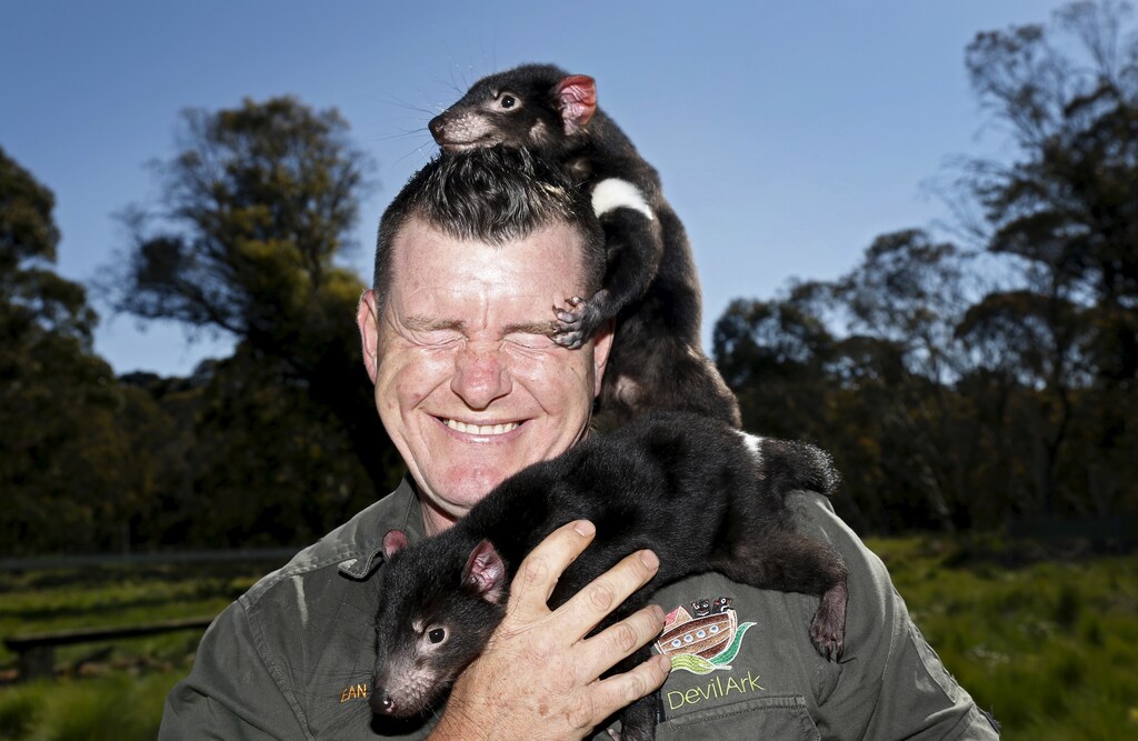 Devil Ark manager Dean Reid reacts as Tasmanian Devil joeys climb on him before the first shipment of healthy and genetically diverse devils to the island state of Tasmania leave the Devil Ark sanctuary in Barrington Tops on Australia's mainland, November 17, 2015. The largest group so far of disease-free Tasmanian devils has been released in the wild, as part of plans to save the carnivorous marsupials from a cancer threatening them with extinction. Picture taken November 17. REUTERS/Jason Reed TPX IMAGES OF THE DAY - GF20000065424