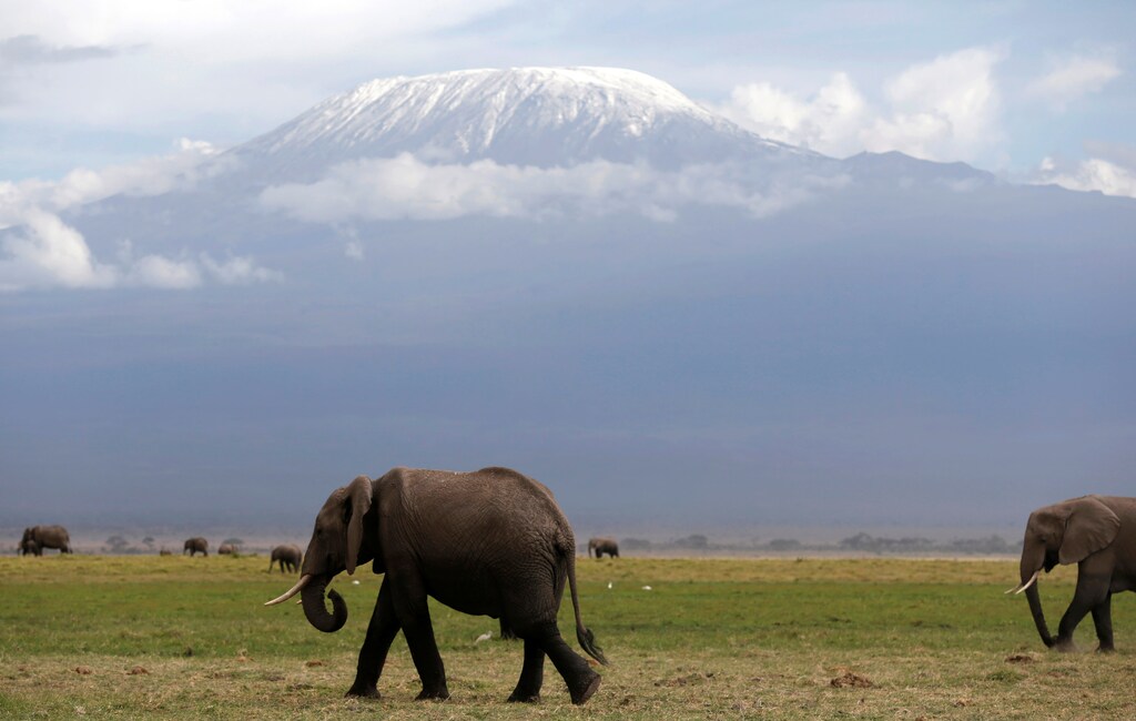 Elephants walk in Amboseli National Park in front of Kilimanjaro mountain, Kenya, March 17, 2017. Picture taken on March 17. REUTERS/Goran Tomasevic - RTX31OI7