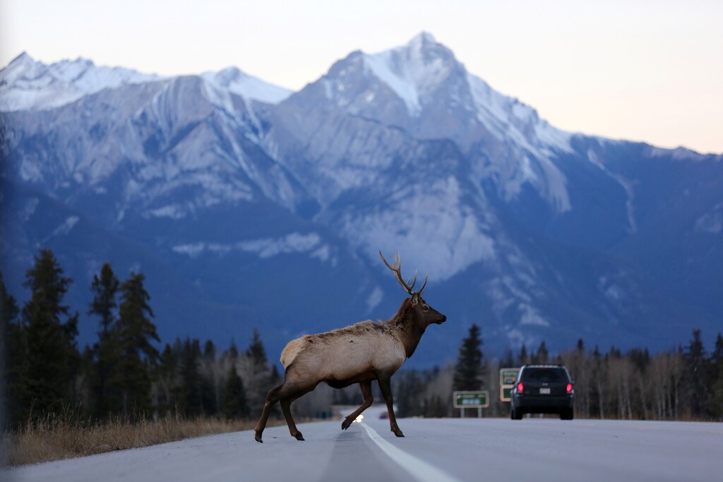 A male elk crosses the Yellowhead Highway, a route roughly followed by Kinder Morgan's Trans Mountain Pipeline through the Rocky Mountains, in Jasper National Park, Alberta, Canada November 14, 2016. Picture taken November 14, 2016. REUTERS/Chris Helgren - RTSTLNP