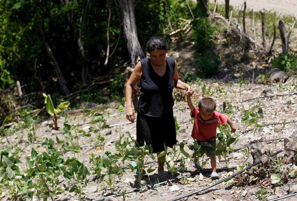 A woman and her son walk in their drought-affected plot, in the southern village of San Francisco de Coray, in the department of Valle, Honduras, August 13, 2015. Linked to the El Nino weather phenomenon, this year's drought has hit subsistence farmers living in Central America's "dry corridor" that runs through parts of Guatemala, El Salvador, Honduras and Nicaragua, hard. The U.N. World Food Program (WFP) warned the extended dry spell, which is expected to last until March 2016, will lead to a drastically reduced harvest as drought destroys bean and maize crops, local media reported. Picture taken August 13, 2015. REUTERS/Jorge Cabrera - GF10000173997