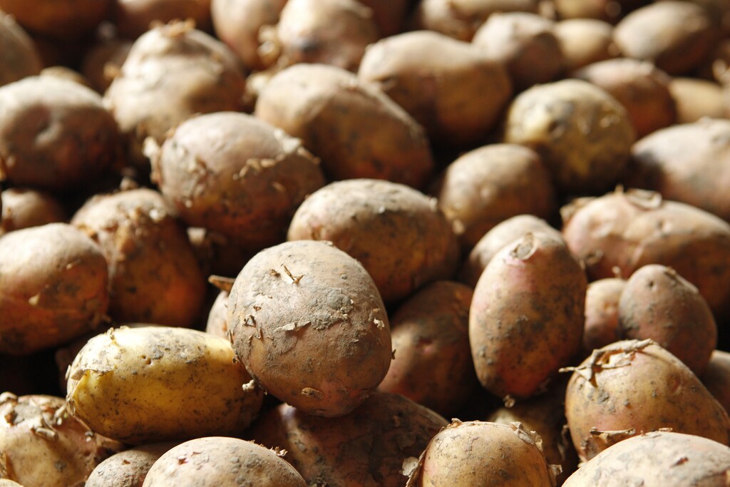 A view shows potatoes at a vegetable storehouse in the settlement of Vinodelnensky in Stavropol region, Russia June 30, 2017. REUTERS/Eduard Korniyenko - RTS19A7G