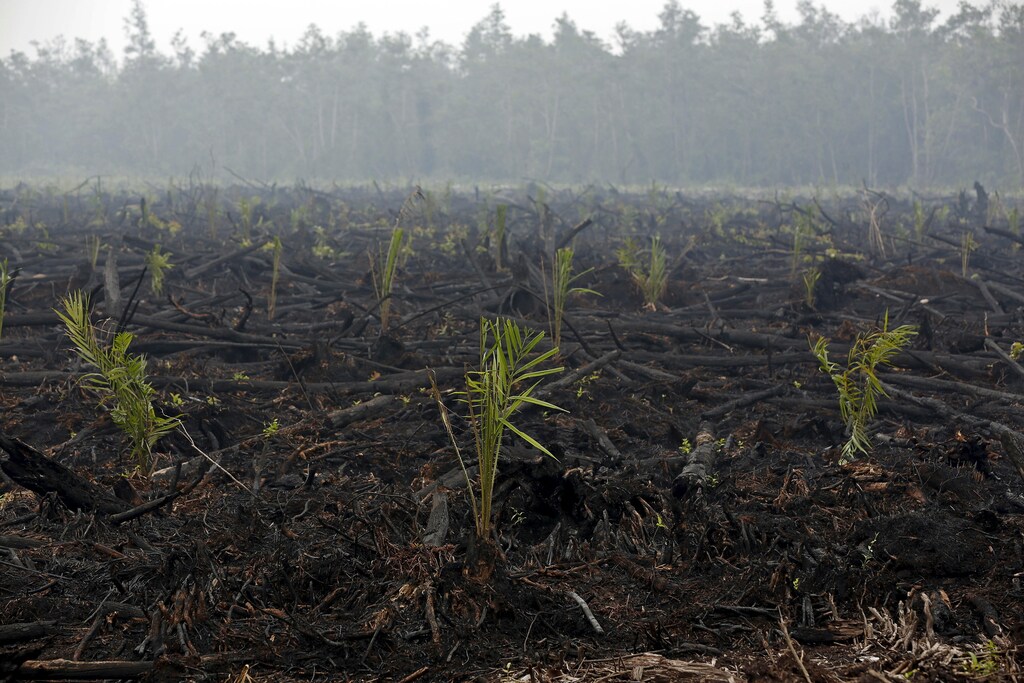 A general view shows land recently burned and newly-planted with palm trees and now under police investigation west of Palangkaraya, Central Kalimantan, Indonesia October 30, 2015. Often deliberately set by plantation companies and smallholders, the fires have been burning for weeks in the forests and carbon-rich peat lands of Sumatra and Kalimantan islands. The national disaster management agency said it expected the fires to be completely extinguished by the end of November or early December. Haze-hit provinces have begun seeing rainfall, which authorities hope will help government efforts to combat the fires.REUTERS/Darren Whiteside - GF20000038628
