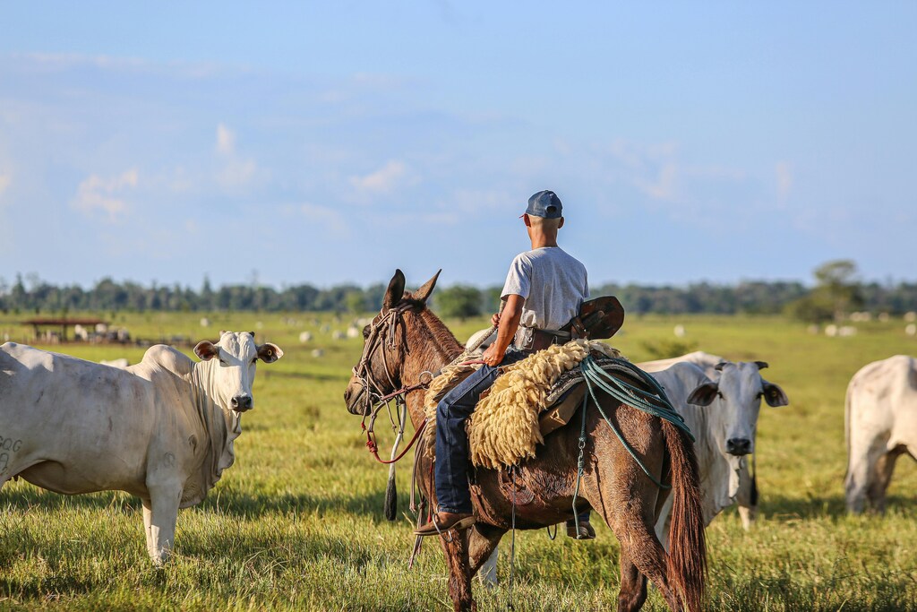 Large-scale cattle farming is destroying biodiversity in Brazil.