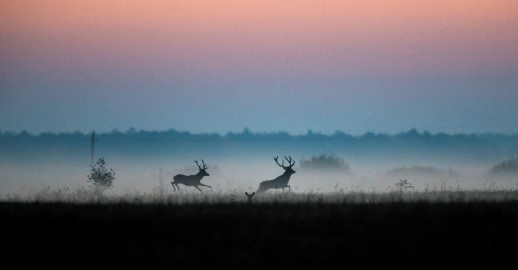 Male deers run in a field in Republican landscape reserve "Naliboksky" near the village of Kozliki, Belarus September 23, 2018.