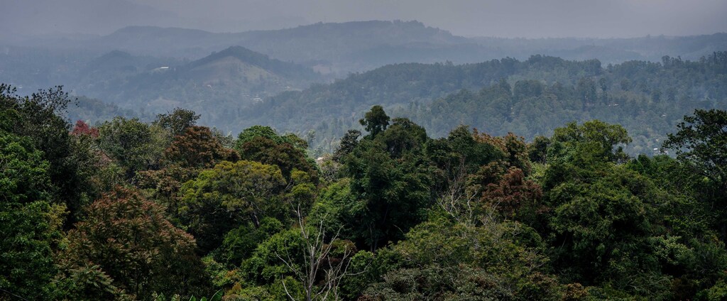 Indonesia and Malaysia are reducing deforestation while still growing economies.