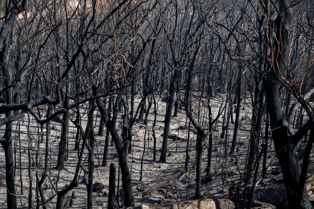 Burned trees following a wildfire in Australia.
