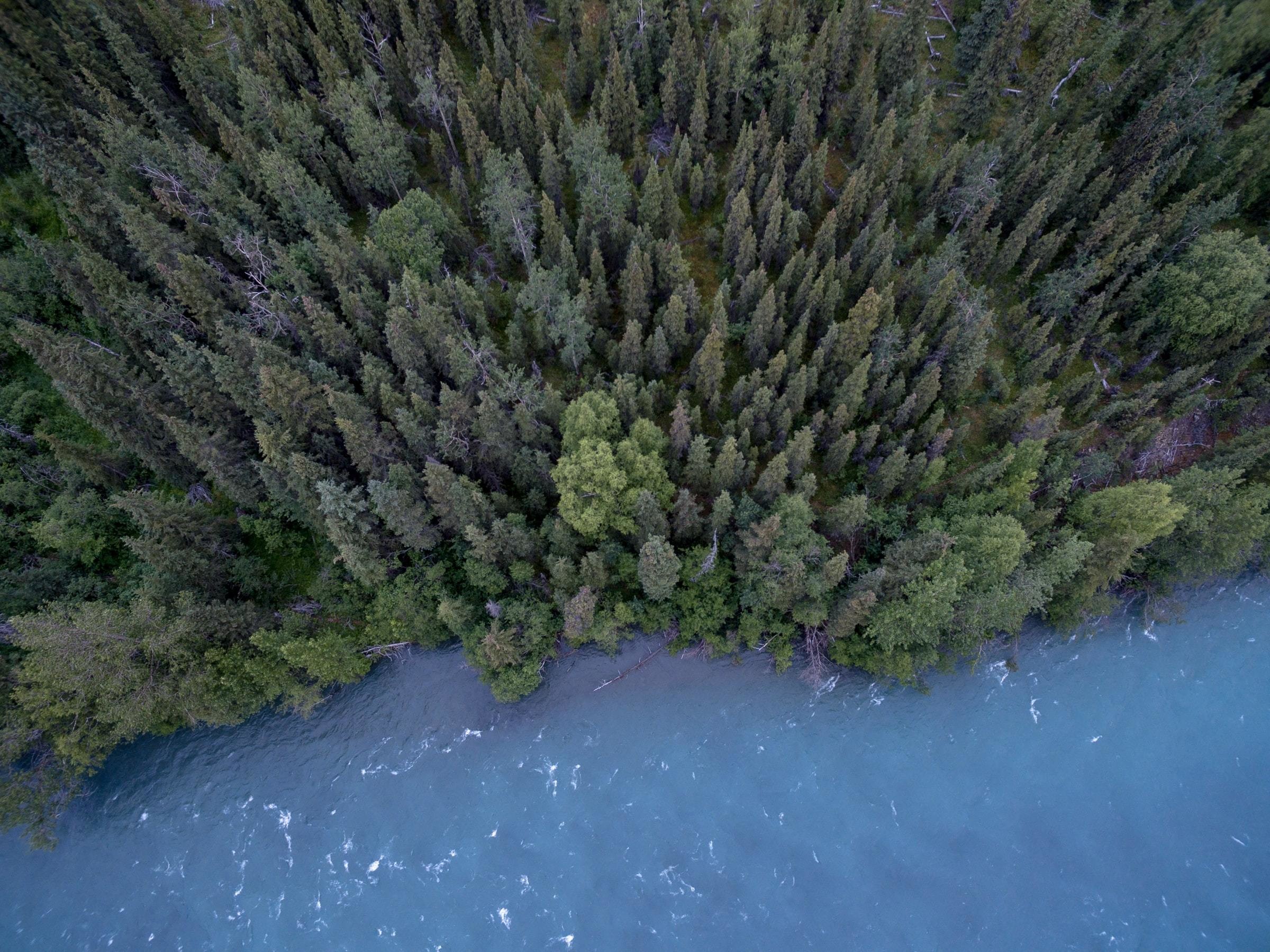 A coniferous forest on a rivers edge.