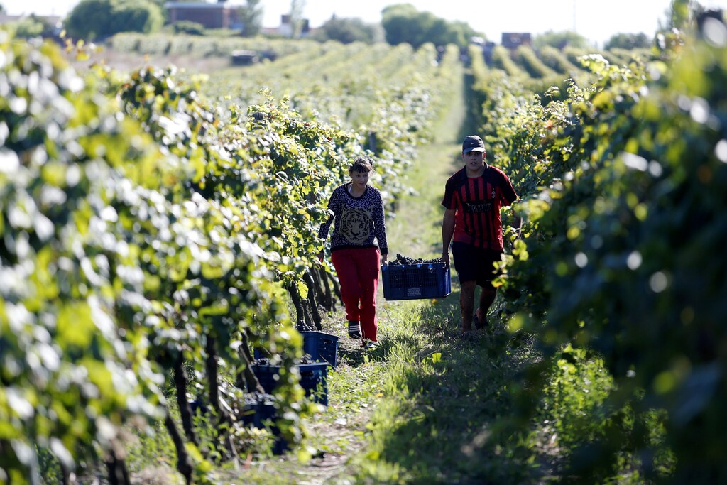 Workers collect grapes in a vineyard during a harvest near Progreso city, Uruguay March 13, 2017. REUTERS/Andres Stapff - RTX30V3S