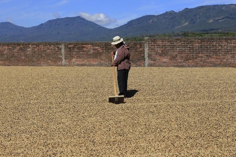 A worker dries coffee beans at the La Majada coffee farm in Ahuachapan January 10, 2013. Central American farmers who produce some of the world's most sought-after coffee beans are grappling with the re-emergence of a merciless old foe: a tree-killing fungus known as roya spread by the wind. Aggressive outbreaks of the blight have hit Central America's major coffee-producing nations and Mexico, which are home to more than a fifth of the world's arabica coffee production. The pandemic risks decimating yields, threatening hundreds of thousands of livelihoods and export revenues in some of Latin America's poorest countries. Making matters worse, coffee prices have fallen by about half since a mid-2011 peak, leaving farmers to face a double-whammy of shrinking incomes on top of depressed output. Picture taken January 10, 2013.