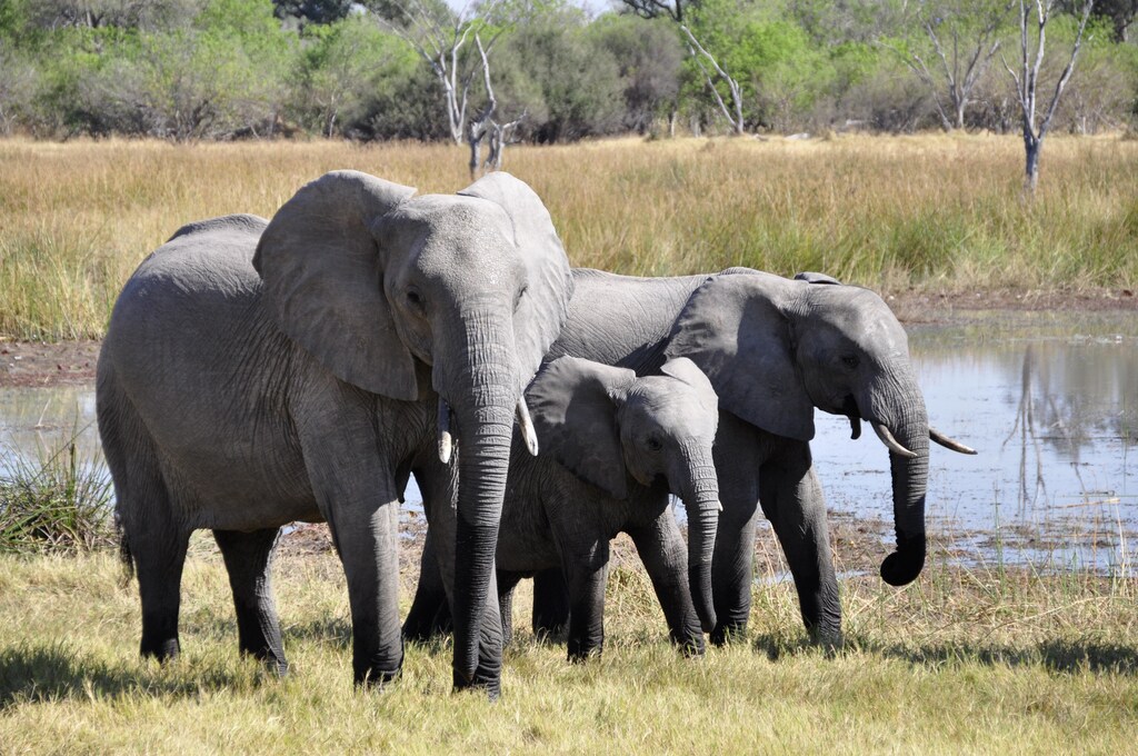 Elephants rarely get cancer because of evolved characteristics. Evolutionary medicine can help explain why and offer solutions.