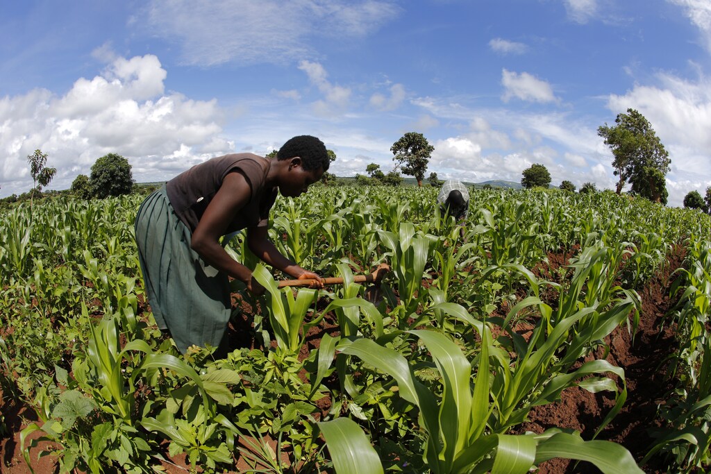 Subsistence farmer work their field of maize after late rains near the capital Lilongwe, Malawi February 1, 2016.