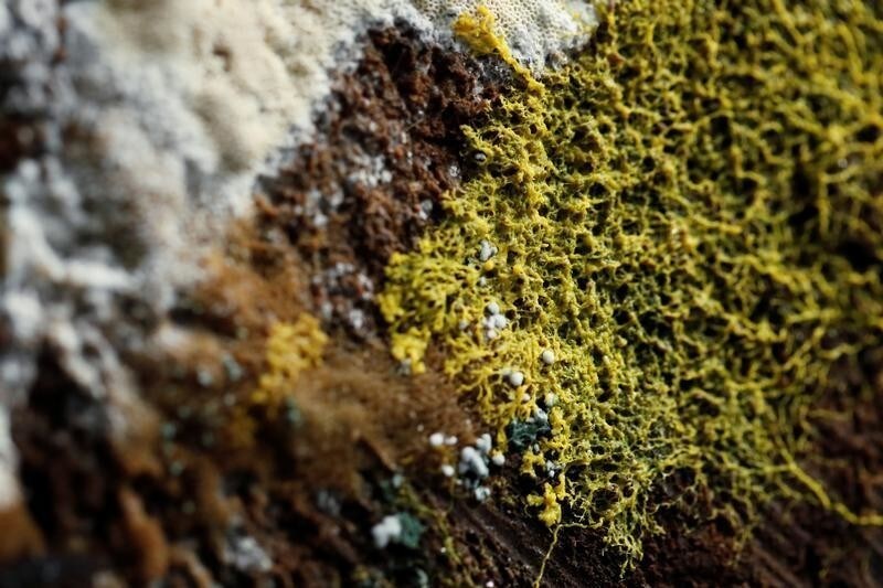 The "blob", slime mould (Physarum polycephalum), a single-celled organism forming over tree chunk, is pictured at the Paris Zoological Park during a press preview in Paris, France, October 16, 2019. REUTERS/Benoit Tessier - RC1783E15280